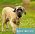 Svavelbehandling för hundar med hudproblem