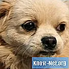 Trattamento per un cucciolo con parvo utilizzando Tamiflu