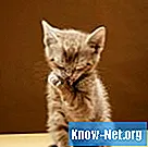 Katzenartige Pododermatitis