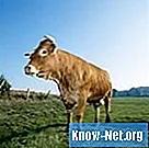 Kan een koe herstellen van een verzakking?