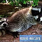 Veleno per opossum e procioni