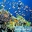 Hoe weet ik of mijn koraalketting echt is?
