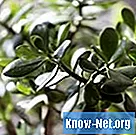 Er jadeplanter giftige for hunde?