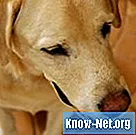 Come riconoscere e trattare una cisti dermoide nei cani