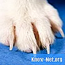 Какви са леченията за счупен нокът на кучешката лапа?