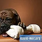 Cum se tratează unghia ruptă a unui câine