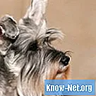 Cómo tratar la nariz seca de los perros