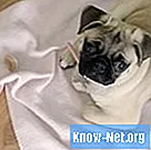 Как лечить порез на подушечке лапы собаки?