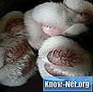 Як лікувати рану на подушці котячої лапи - Життя