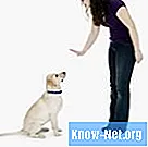วิธีฝึกสุนัขของคุณด้วยคำสั่งภาษาเยอรมัน
