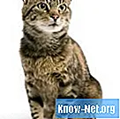 बिल्लियों के लिए टेरामाइसिन पाउडर का उपयोग कैसे करें