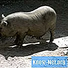 수컷 돼지의 생식 기관