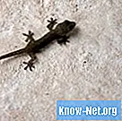 Gecko rovdyr