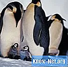 Postopek parjenja cesarskega pingvina