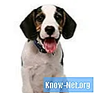 Hjemmemedicin til hunde med gasser