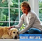 Οικιακή θεραπεία για ναυτία σκύλου