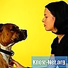 Remedios antipulgas para perras embarazadas