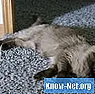 Namų priemonės nuo peršalimo katės