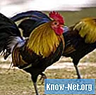 닭 건강 : 발 문제