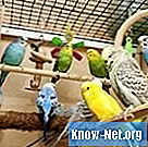 Признаки беременности волнистого попугая