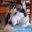Raseduse tunnused ja sümptomid Siberi huskies - Elu