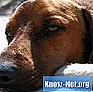 Признаци и симптоми на мозъчен тумор при кучета