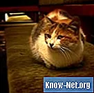 תסמינים של חתול עם כפה מעוותת