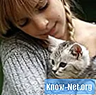 Domače zdravljenje mačk z prehladom