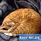 Прогноза недостатка калијума код мачака