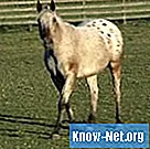 Behandlung von Bindehautentzündung bei Pferden