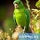 Hvordan man fortæller køn på en parakit - Liv