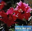 Hur man gör tinktur från hibiskus