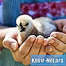 Come fare un asilo nido per pulcini