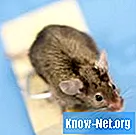 Bagaimana tikus membuat sarang?
