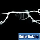 Cum se păstrează scheletul animalelor