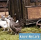 Bagaimana mendesain kandang ayam
