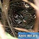 Cómo proteger los nidos de aves de los depredadores