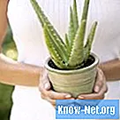 Kako obnoviti rastlino aloje, ki ima umirajoče liste