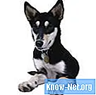 Hogyan távolítsuk el a táguló poliuretán habot a kutya szőréről