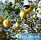 Как отремонтировать лимонное дерево с трещинами