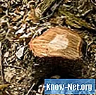 Come rimuovere un tronco d'albero da terra