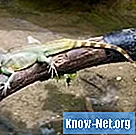Cómo saber el sexo de un lagarto