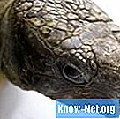 Hur man berättar om ett sköldpaddsägg är fertil eller infertil