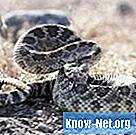 Comment sécher la queue d'un serpent à sonnette - La Vie