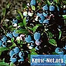 Cara menabur blueberry