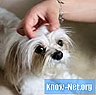 Come trattare la forfora di un cucciolo