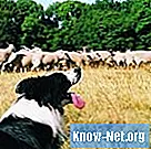 Kako dresirati graničarskog škotskog ovčara za stado goveda - Život