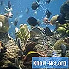 Hogyan használjuk a szilikont az akvárium köveinek ragasztásához - Élet