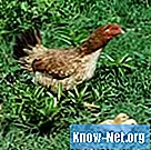 Was kann ich auf meinen Hühnerstallboden legen?