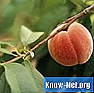 Vad kan jag använda för svampar på mitt persikoträd?